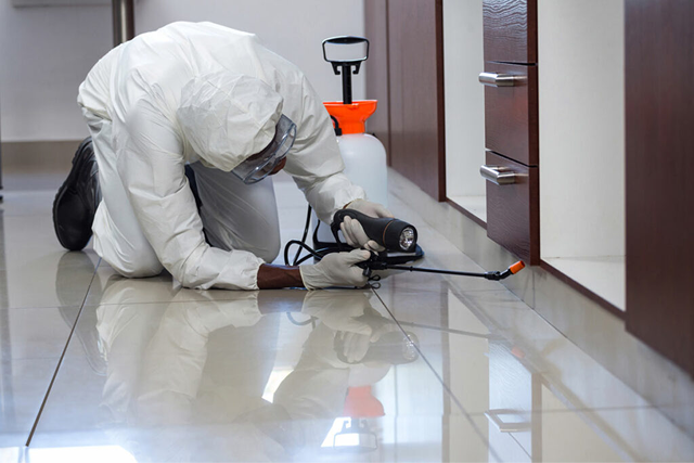 Bed Bug Treatment