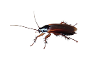 Cockroach